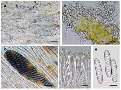 Discovery of New Lichen Species